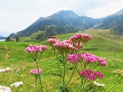 76 Achillea millefolium (Achillea millefoglie) per il nostro bell'anello del Mincucco 